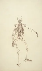 Estudio de la Figura Humana, Vista Posterior, de 